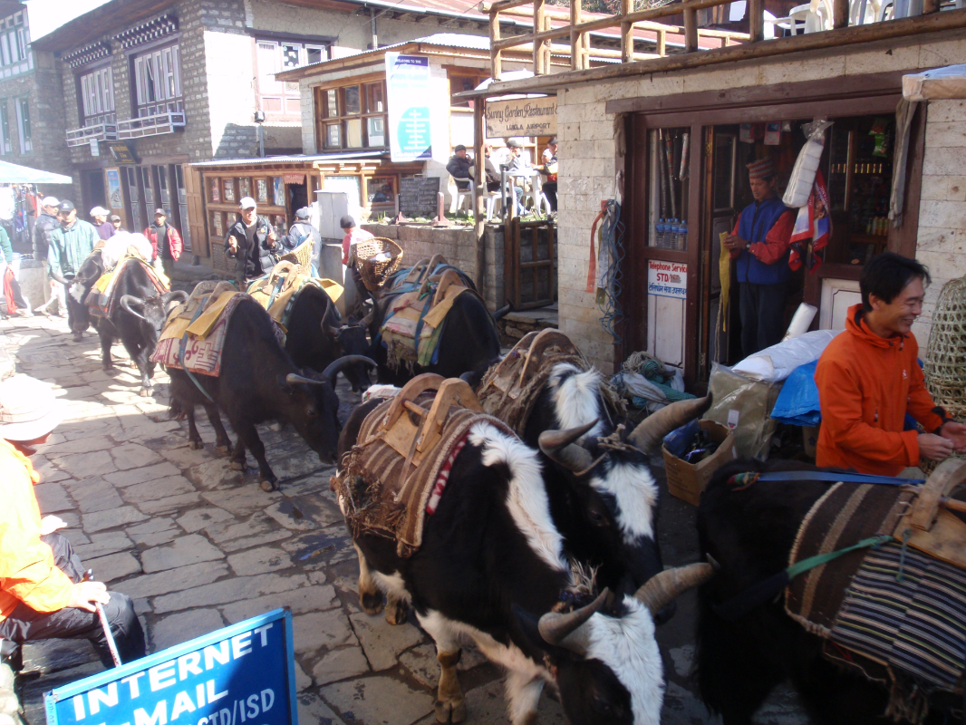 Yak Deworming